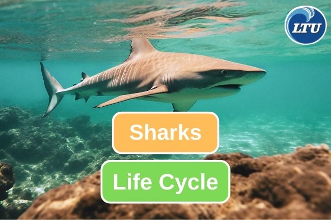 Here Are The Life Cycle Of Sharks 